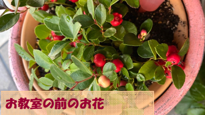 お教室の前のお花やっと植えられました^ ^