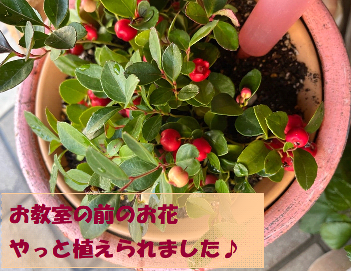 お教室の前のお花やっと植えられました^ ^